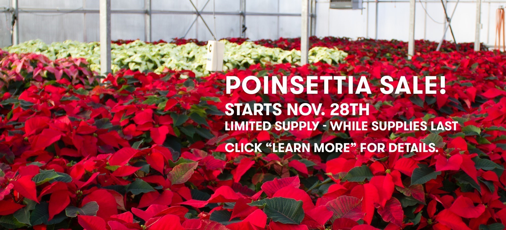 Poinsettias in red and white